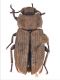 01Belvi2_24Lugl07_CadutaCiliegeto_10.jpg