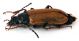 Comb1356_31zFcr.jpg