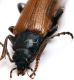 Comb1357_28zFcr.jpg