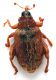 Comb1352_25zFcr.jpg