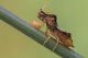 Phymata_1024.jpg