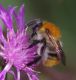 IMGP8210_Bumblebee_y_sm.JPG