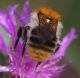 IMGP8214_Bumblebee_y_dorsal_sm.JPG
