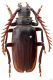 Prionus evae (Demelt, 1972).png