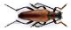 Macroleptura thoracica_male.jpg