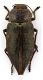 Comb1365_22zLcr.jpg