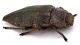 Comb1366_33zLcr.jpg