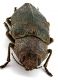 Comb1367_56zLcr.jpg