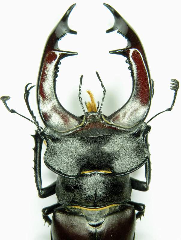 Lucanus cervus mm. 79-Particolare mandibole.JPG
