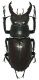Lucanus_cervus_02_Manziana_11-VII-1983_43mm.jpg