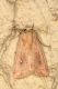 Mythimna albipuncta ([DENIS & SCHIFFERMÜLLER], 1775) copia.JPG