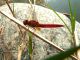 140916 Crocothemis erythraea (4).jpg
