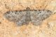 Eupithecia impurata copia 2.JPG