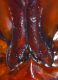 bolotana ag 93 004crop.jpg