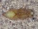 Clytus_arietis_Castelchiodato_pupa.jpg