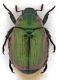 Comb1380_30zLcr.jpg