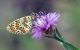 DSC_5271.jpg