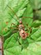 Leptoglossus occidentalis ninfa (1).jpg