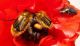 Eu_nitidicollis2_s.JPG