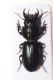 parallelomorphus.jpg