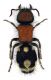 Comb1372_26zLcr.jpg
