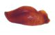 Pygopleurus paramero.jpg
