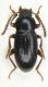 Tenebrionide Iran 6.jpg