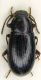 Tenebrionide Iran 7.jpg
