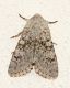 DSC_8084 comp.jpg