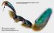 Chrysolina_fastuosa_particolare_zampa_FEI_clido.jpg