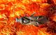 Globiceps sphegiformis.jpg