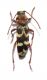 Chlorophorus trifasciatus (Fabricius, 1781).jpg