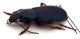 Comb1422_30zL5cr.jpg