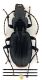 Comb1423_15zL5cr.jpg