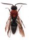 Comb1415_25zF8cr.jpg