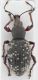Otio-lepidopterus-up.jpg
