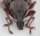 Otio-chrysocomus-frontal.jpg