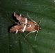 Spoladea recurvalis 009.JPG