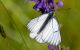 DSC_7779.jpg
