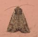 Agrotis s.jpg