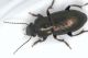 Harpalus 1.jpg