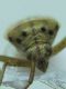 Adelphocoris quadripunctatus3.jpg