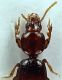 Carabidae_Tuscolo_8-III-2010_anteriore.jpg