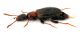 Comb1451_25zF3cr.jpg