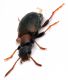 Comb1453_32zF3cr.jpg