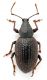 Comb1438_31zF5cr.jpg