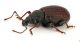 Comb1439_37zF5cr.jpg