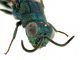 Comb1448_28zF3cr.jpg
