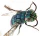 Comb1449_39zF3cr.jpg