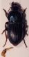 DIMIDIATUS1-1.jpg